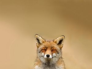 Preview wallpaper fox, face, cute, blurring