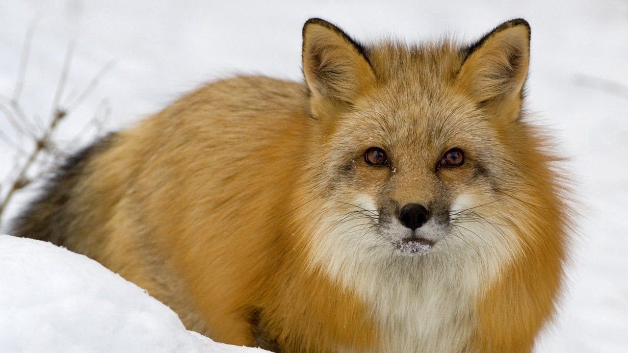 Wallpaper fox, face, eyes, snow, predator