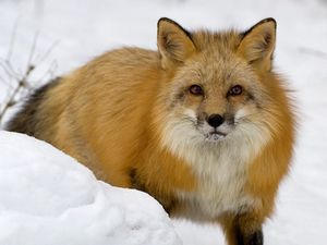 Preview wallpaper fox, face, eyes, snow, predator