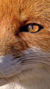 Preview wallpaper fox, face, eyes, nose