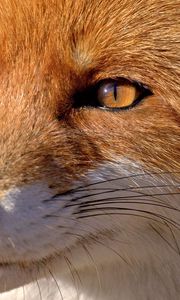 Preview wallpaper fox, face, eyes, nose