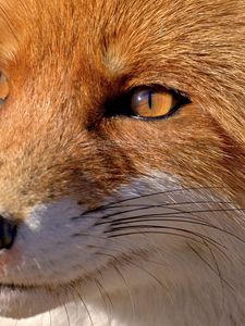 Preview wallpaper fox, face, eyes, nose