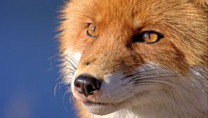 Preview wallpaper fox, face, eyes, nose