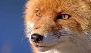 Preview wallpaper fox, face, eyes, nose