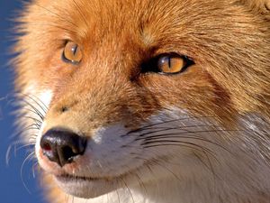 Preview wallpaper fox, face, eyes, nose