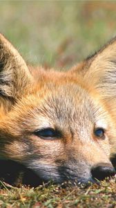 Preview wallpaper fox, face, eyes, sadness