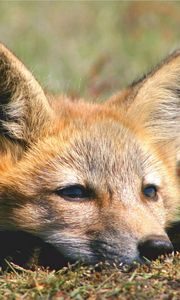 Preview wallpaper fox, face, eyes, sadness