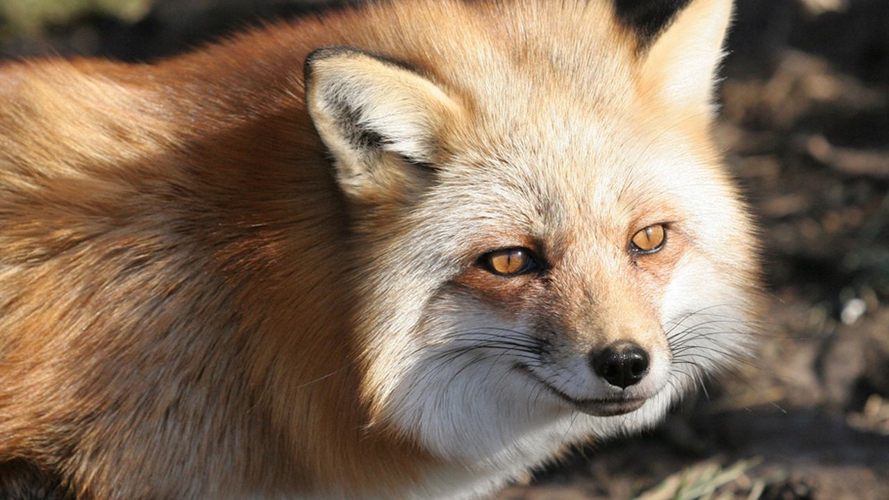 Wallpaper fox, face, eyes