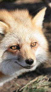 Preview wallpaper fox, face, eyes