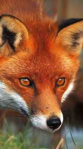 Preview wallpaper fox, face, eyes, grass