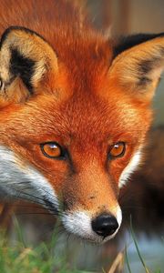 Preview wallpaper fox, face, eyes, grass