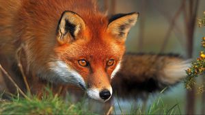 Preview wallpaper fox, face, eyes, grass