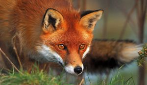 Preview wallpaper fox, face, eyes, grass