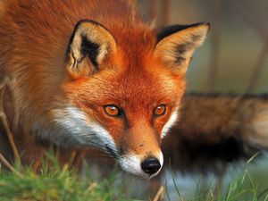 Preview wallpaper fox, face, eyes, grass