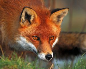 Preview wallpaper fox, face, eyes, grass