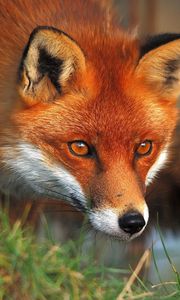 Preview wallpaper fox, face, fluffy