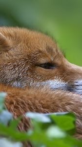 Preview wallpaper fox, face, grass, lie