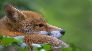 Preview wallpaper fox, face, grass, lie