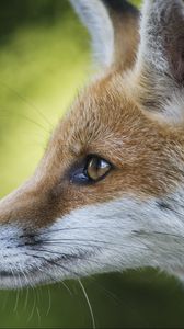 Preview wallpaper fox, face, profile, blurring