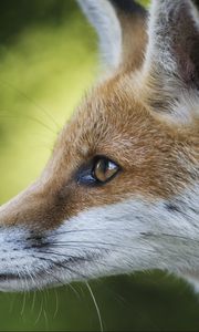 Preview wallpaper fox, face, profile, blurring