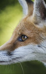 Preview wallpaper fox, face, profile, blurring