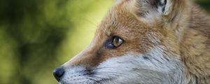 Preview wallpaper fox, face, profile, blurring