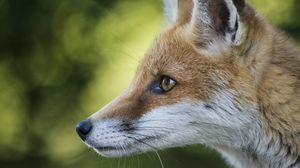 Preview wallpaper fox, face, profile, blurring