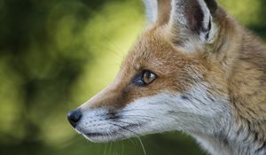 Preview wallpaper fox, face, profile, blurring