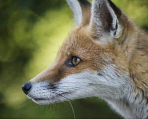 Preview wallpaper fox, face, profile, blurring