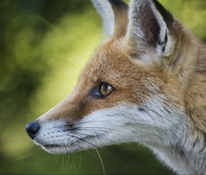 Preview wallpaper fox, face, profile, blurring