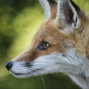 Preview wallpaper fox, face, profile, blurring