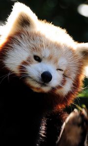 Preview wallpaper fox, fiery, little, panda