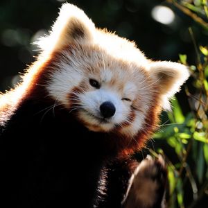 Preview wallpaper fox, fiery, little, panda