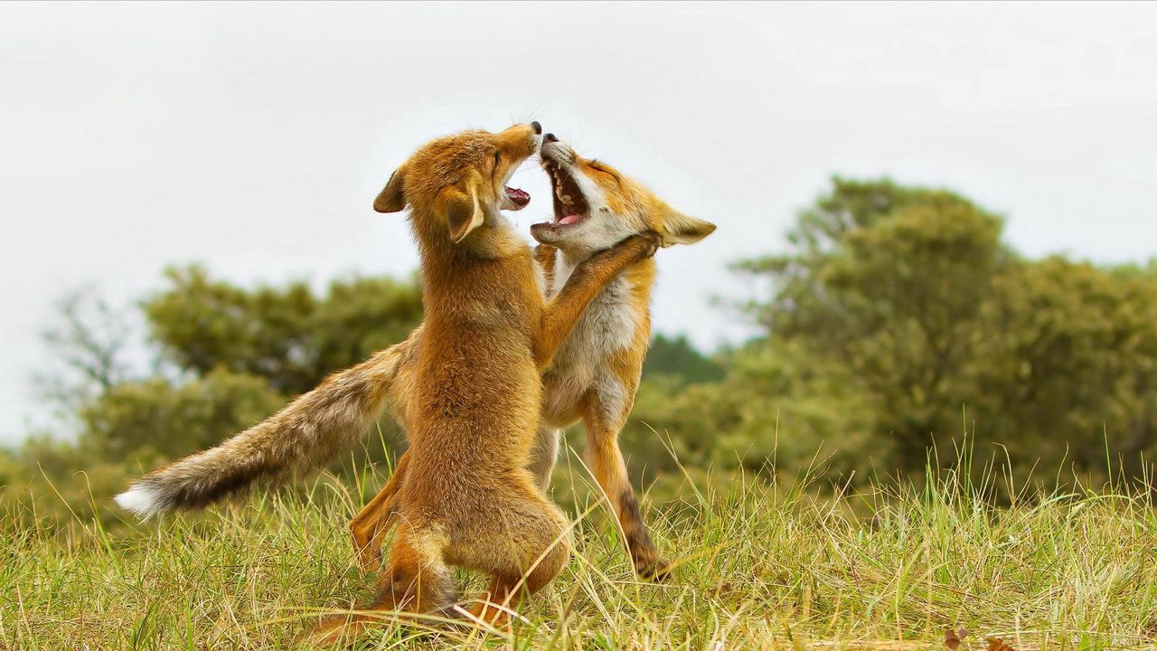 Wallpaper fox, fighting, aggression, predator, grass, meadow, couple