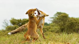 Preview wallpaper fox, fighting, aggression, predator, grass, meadow, couple