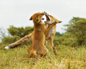 Preview wallpaper fox, fighting, aggression, predator, grass, meadow, couple