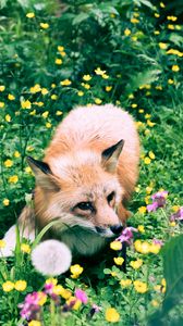 Preview wallpaper fox, flowers, grass, wildlife, beast