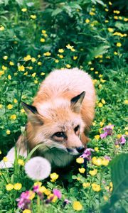 Preview wallpaper fox, flowers, grass, wildlife, beast