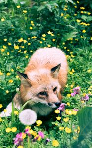 Preview wallpaper fox, flowers, grass, wildlife, beast