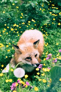 Preview wallpaper fox, flowers, grass, wildlife, beast
