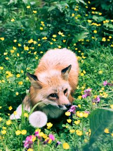 Preview wallpaper fox, flowers, grass, wildlife, beast