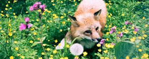 Preview wallpaper fox, flowers, grass, wildlife, beast