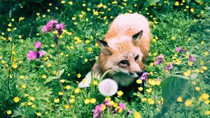 Preview wallpaper fox, flowers, grass, wildlife, beast