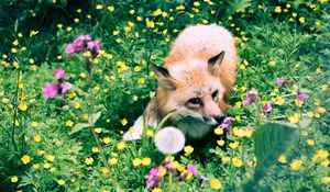 Preview wallpaper fox, flowers, grass, wildlife, beast