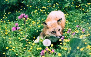 Preview wallpaper fox, flowers, grass, wildlife, beast