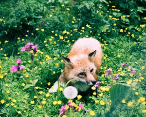 Preview wallpaper fox, flowers, grass, wildlife, beast