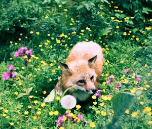 Preview wallpaper fox, flowers, grass, wildlife, beast