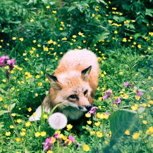 Preview wallpaper fox, flowers, grass, wildlife, beast