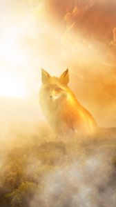 Preview wallpaper fox, fog, forest, clouds, haze