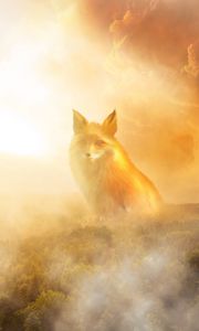 Preview wallpaper fox, fog, forest, clouds, haze